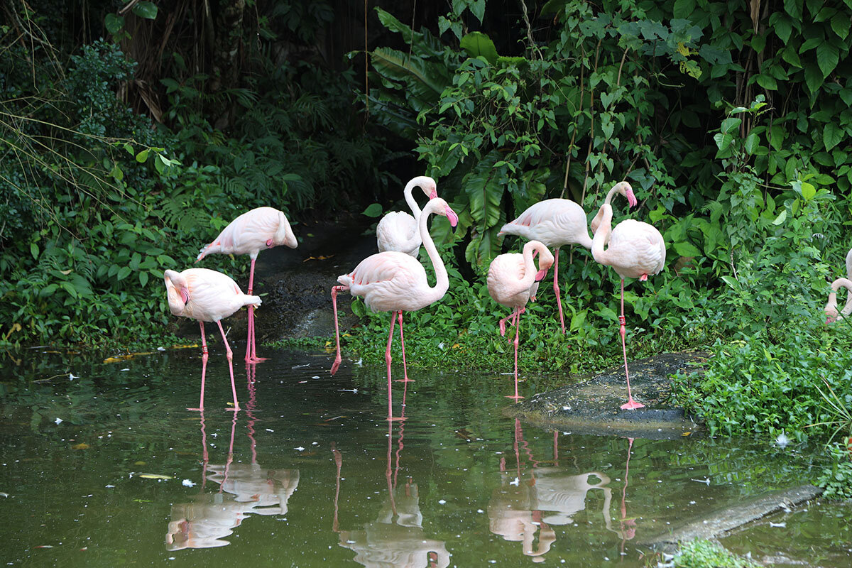 pic_taipei-zoo03.jpg