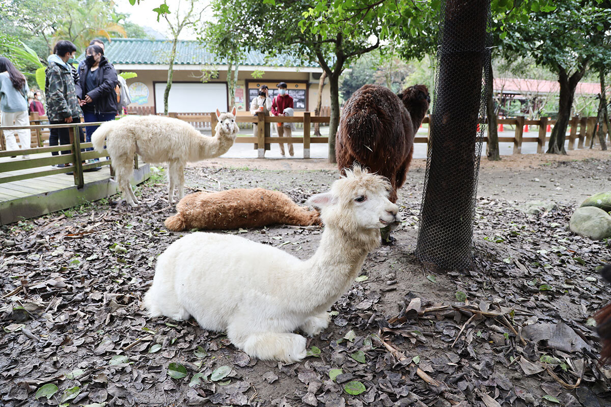 pic_taipei-zoo04.jpg