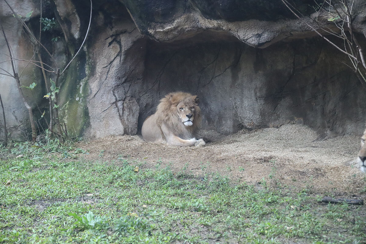 pic_taipei-zoo16.jpg